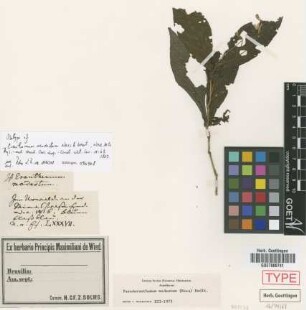 Eranthemum modestum Nees & Mart. [isotype]