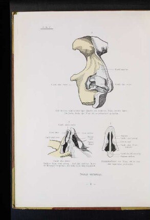 Nasus externus.