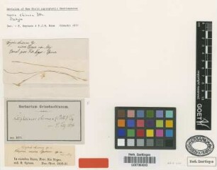 Leiphaimos chionea (Benth.) Gilg [type]