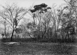 Landschaft bei Votuparanga : Eine Baumlandschaft in der Nähe der Fazenda Arara bei Votuparanga.