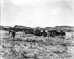 Pferdeherde : Eine Herde Pferde in der Steppe bei Medora (North Dakota).
