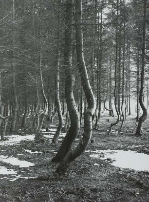 Glashütte, "Hexenwald" an der Straße nach Luchau. Fichtenbestand mit Randbruchschäden durch Schnee und Eis
