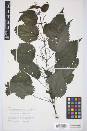Urtica stachyoides Webb & Berth.