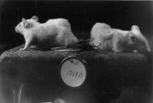 Tierversuche. Mäuse mit Krebsgeschwüren