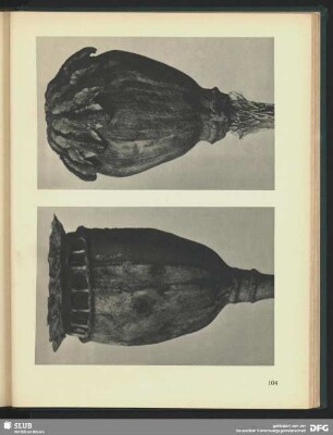 Papaver