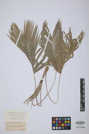 Calamus rotang or Calamus leptospadix