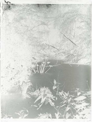 Salvinia, Urwald (Galeriewald) am Riacho Negro nahe seines Ursprungs