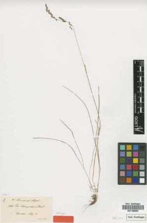 Poa schimperiana Hochst. ex A.Rich. [isotype]