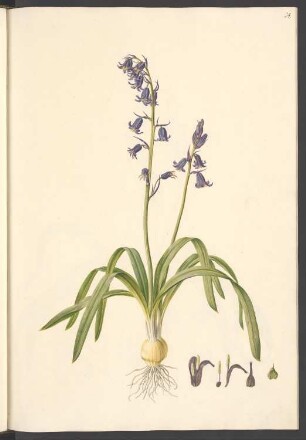 Hyacinthus non-scriptus, Blatt 24