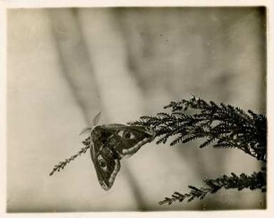 Kleines Nachtpfauenauge : Sachsen, Kleines Nachtpfauenauge (Saturnia pavonia)