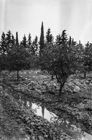 Orangenplantage : Blick über den aufgelockerten, bewässerten Boden der Orangenplantage.