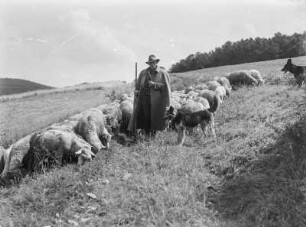 Cotta. Schäfer mit Schäferhunden und Schafen