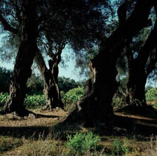 Korfu, Kerkyra. Alte Olivenbäume bei Agios Matthaios
