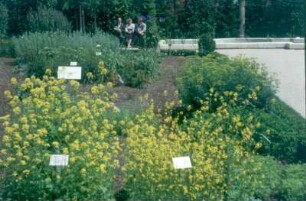 Ingolstadt. Medizinhistorisches Museum. Heilkräutergarten