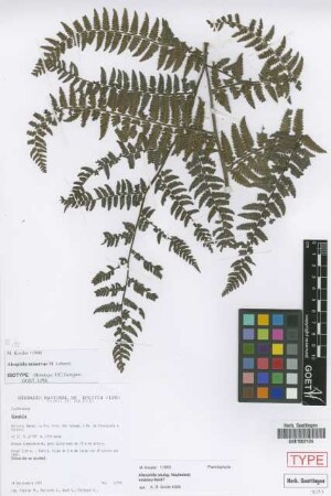 Alsophila minervae Lehnert [isotype]