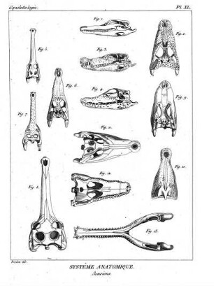 Pl. XL. Systême Anatomique. Sauriens.
