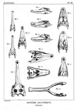 Pl. XL. Systême Anatomique. Sauriens.