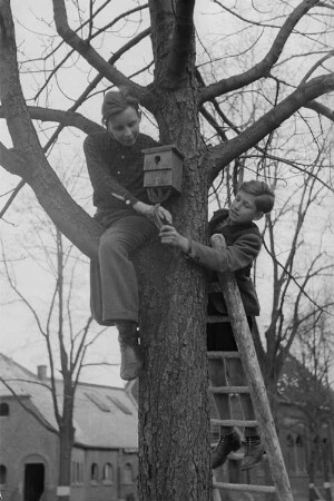 Schüler mit einem Vogel-Nistkasten : Schüler beim Anbringen des Nistkastens an einem Baum