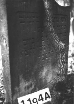 Grabstein 1194 (Index: 99899947) Material: Sandstein Zustand: unten leicht angewittert Maße HxBxT: 88x76x9 cm Beschreibung: Stele mit oben abgeflachtem Vorhangbogenabschluss: Grabstein 1194A