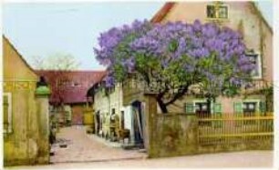 Ansicht eines Bauernhofes mit blühendem Fliederbusch