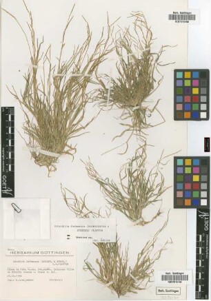 Eriochloa fatmensis (Hochst. & Steud.) Clayton