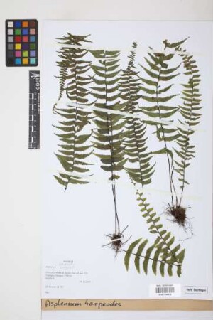 Asplenium harpeodes Kunze