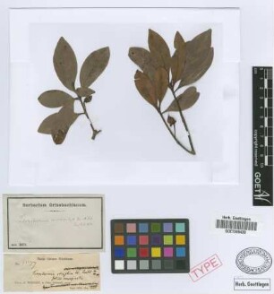 Ternstroemia elliptica Sw.