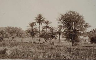 P00144 Photographie