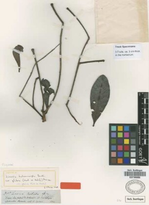 Licania glabra Mart. ex Hook. f. [paratype]