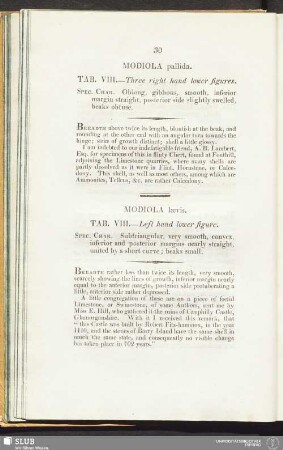 Modiola pallida. Tab. VIII. - Three right hand lower figures