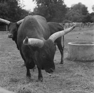 Zootiere. Wasserbüffel