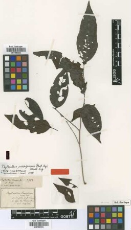 Phyllanthus poeppigianus (Müll.Arg.) Müll.Arg. [type]
