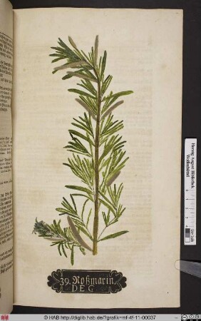 Roßmarin. D. E. G. [Rosmarin, Rosmarinus officinalis]