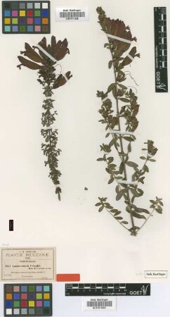 Lamourouxia pringlei B.L.Rob. & Greenm. [syntype]