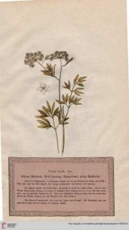 Cicuta virosa