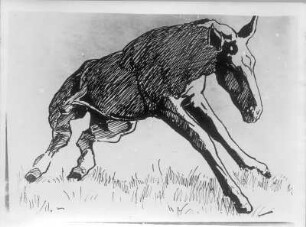 Aufstehendes Fohlen : Aufstehendes Fohlen. Federzeichnung (um 1930; E. Richter)