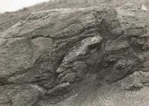 Lausitzer Bergland. Granititbruch bei Schönberg (nordwestlich Cunewalde). Unverwitterter Grauwackeneinschluß (Länge 55 cm)