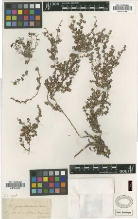 Paronychia illecebroides Webb