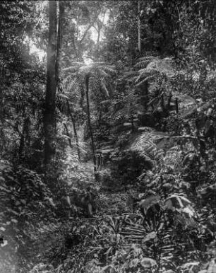 Urwald : Die Vegetation des Urwalds in der Umgebung des Lake Kivu. In der unteren Bildmitte sind zwei Personen erkennbar