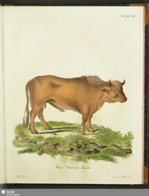Bos Taurus Linn
