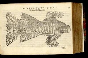Pictura piscis Monachi