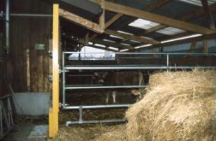 Fotografie: Stallsystem, Funktionsbereich, Boxenstall