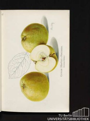 8. Graue Herbst-Reinette. (Sommer-Rabau.)