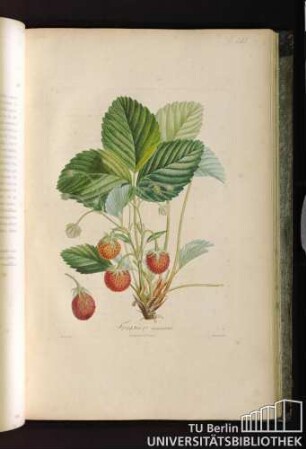 Pl. LVI. Fraisier ananas.