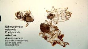 Asterias rubens, brachiolaria, metamorphosis 1 Helgoland 2015
