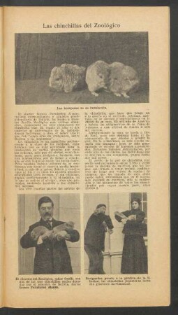 Las chinchillas del Zoológico