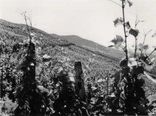 Die Weinberge von Neuweier, Baden-Baden