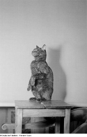 Eine Katze auf einem Hocker sitzend mit erhobenen Vorderpfoten
