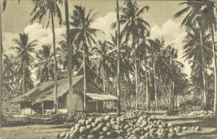 Cocoanut Plantation, Malay Peninsula [R]
