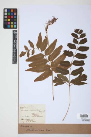 Anemia mandiocana Raddi